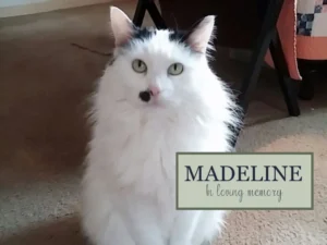 memorial image of madeline the cat