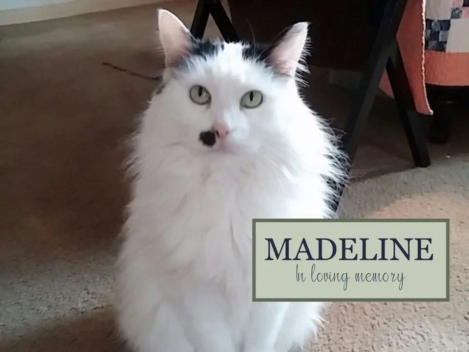 memorial image of madeline the cat