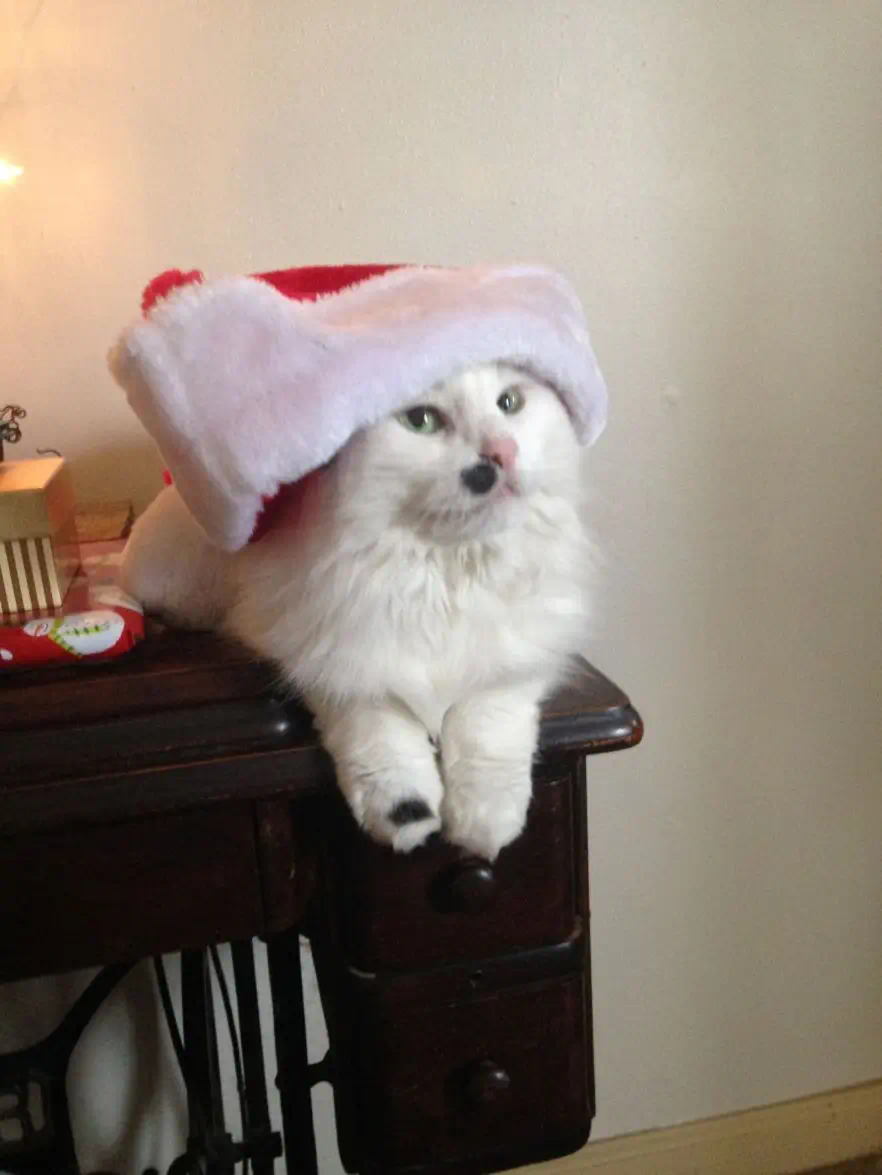 madeline the cat wearing a santa hat and sowing her little black blobb on her nose