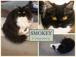 Memorial collage of Smokey, a black and white long-haired cat, shown in three photographs.