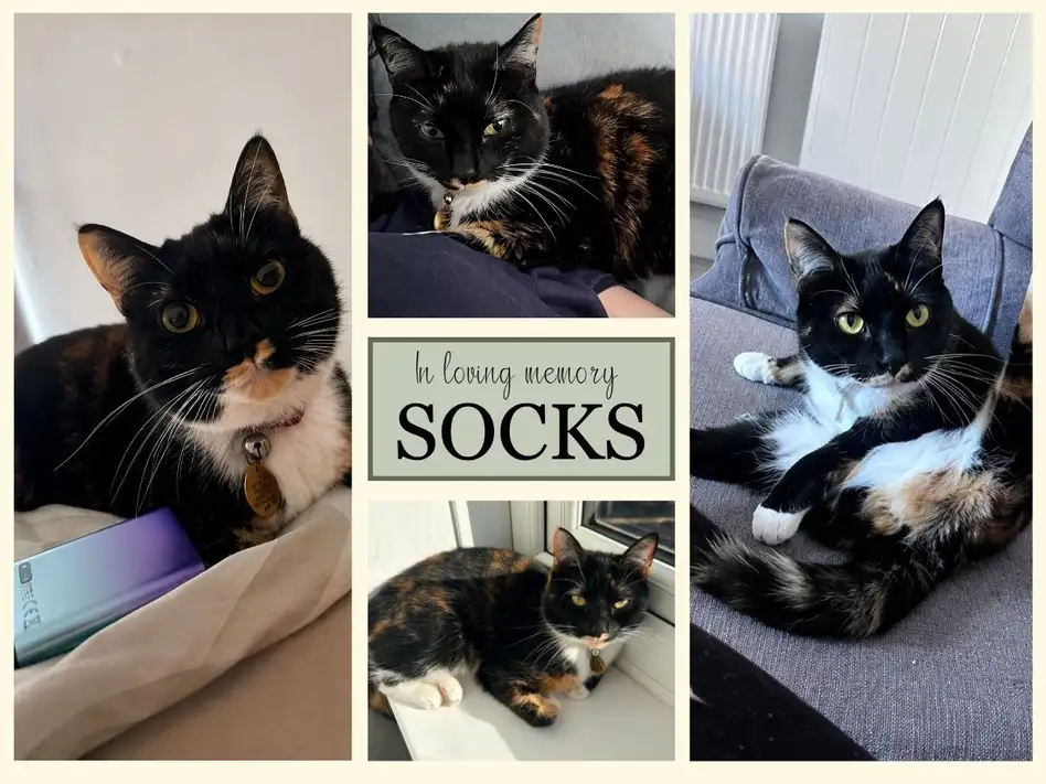 Memorial collage of Socks, a tri coloured black, ginger and white cat, shown in four photographs.