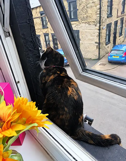 tricoloured cat Socks sitting in the windowlooking down at the street below